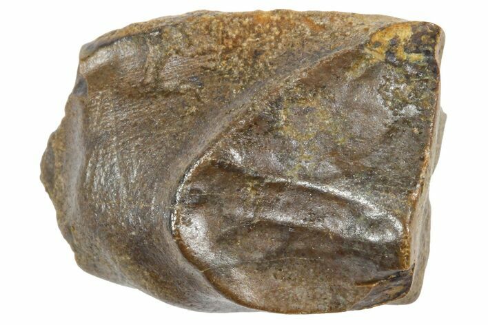 Fossil Triceratops Shed Tooth - Wyoming #364321